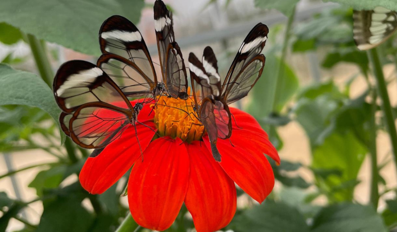 Tropical Butterfly House 30th Birthday Celebrations!